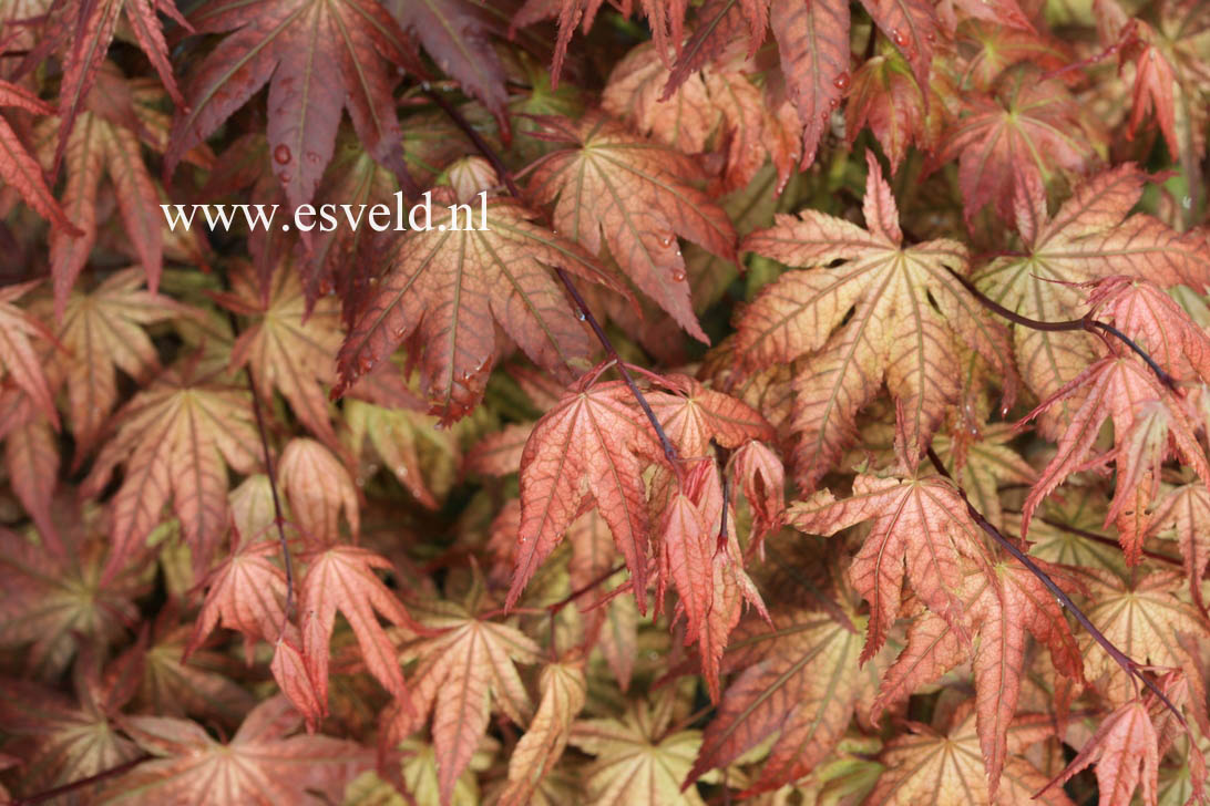 Acer palmatum 'Reticulatum Como'