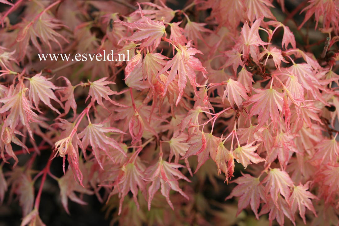 Acer palmatum 'Peve Multicolor'