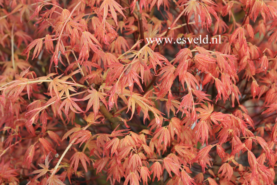 Acer palmatum 'Harusama' (Syohwa Period)