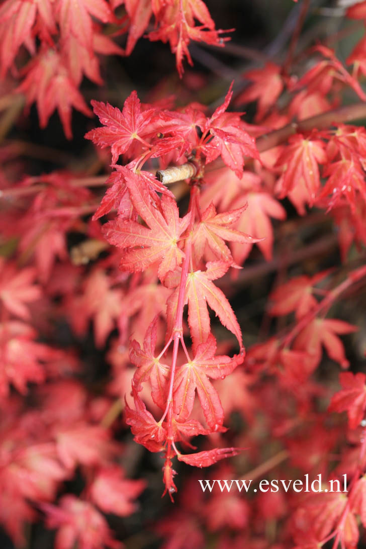 Acer palmatum 'Beni zuru'