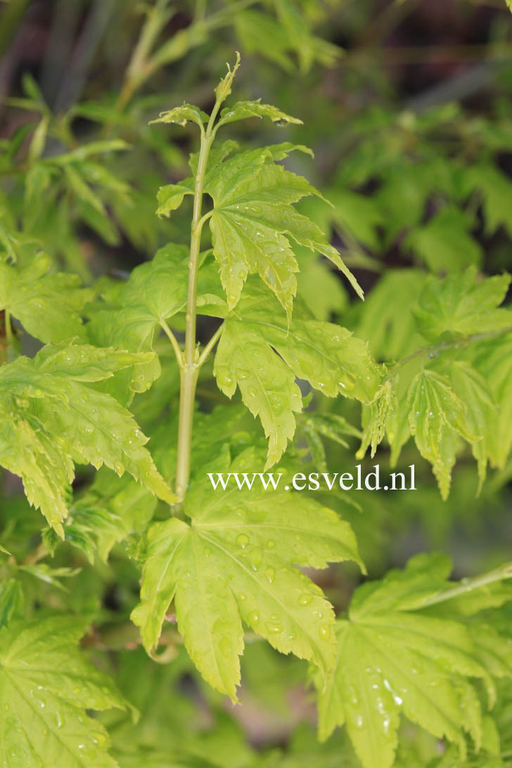 Acer palmatum 'Shidava Gold'