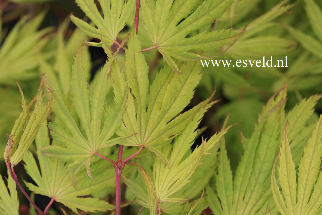 Acer palmatum 'Tiger Rose'