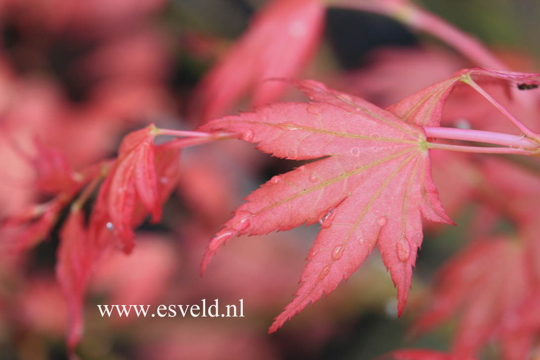 Acer palmatum 'Momoiro koyasan'