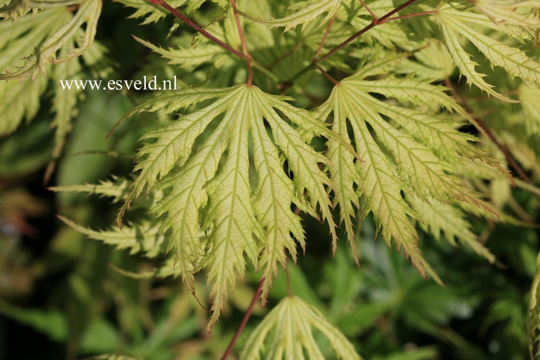 Acer palmatum 'Sister Ghost'