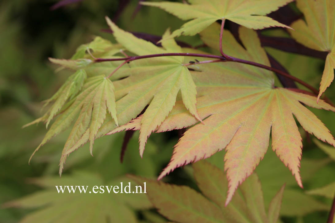 Acer shirasawanum 'Autumn Moon'