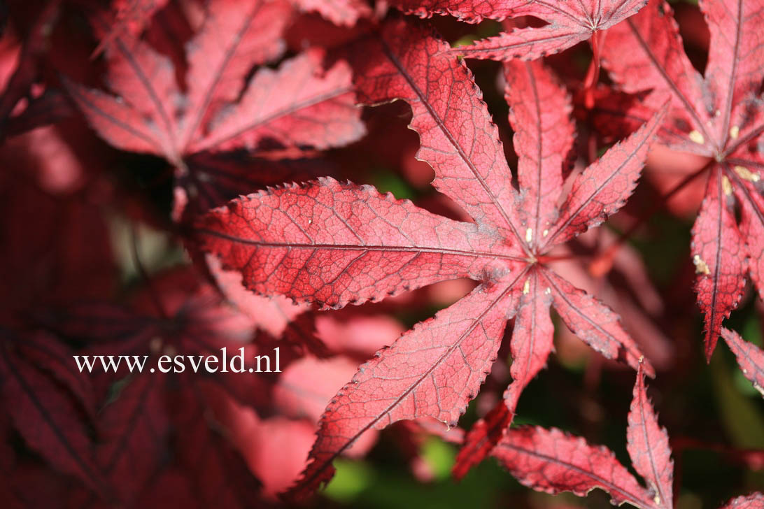 Acer palmatum 'Amagi shigure'