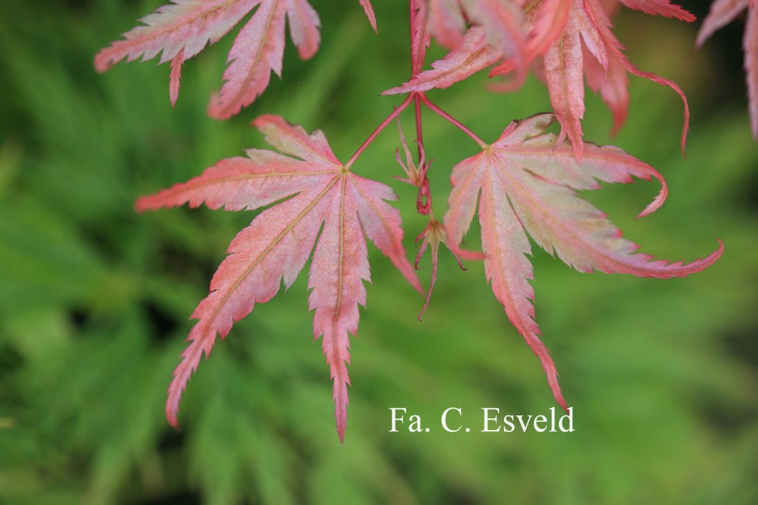 Acer palmatum 'Johnnie's Pink'