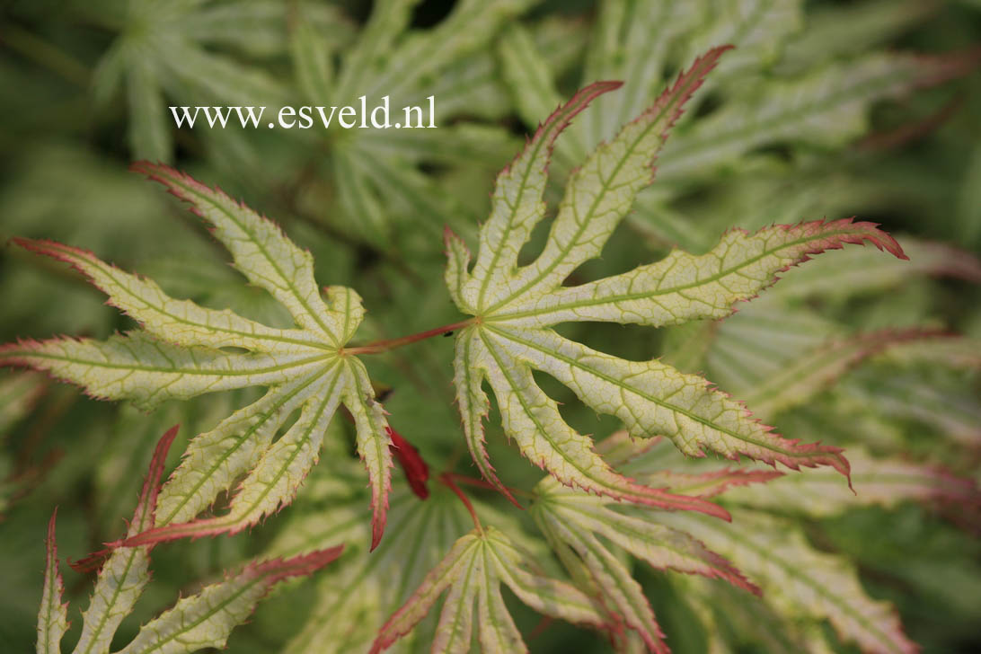 Acer palmatum 'First Ghost'