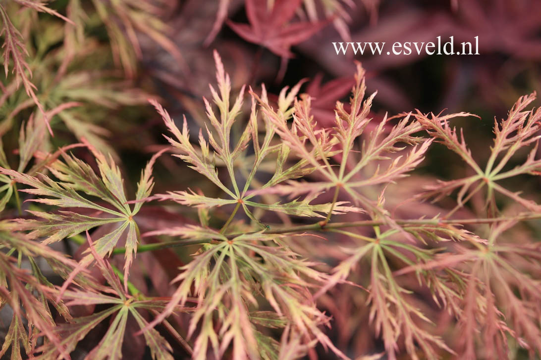 Acer palmatum 'Otto's Dissectum'