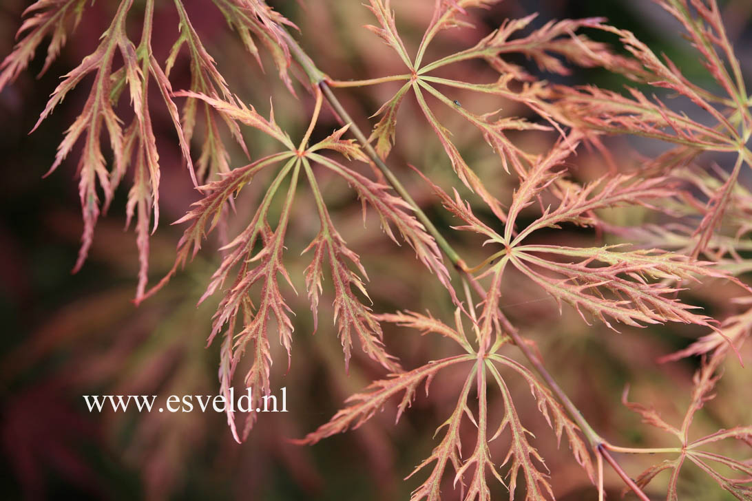 Acer palmatum 'Otto's Dissectum'