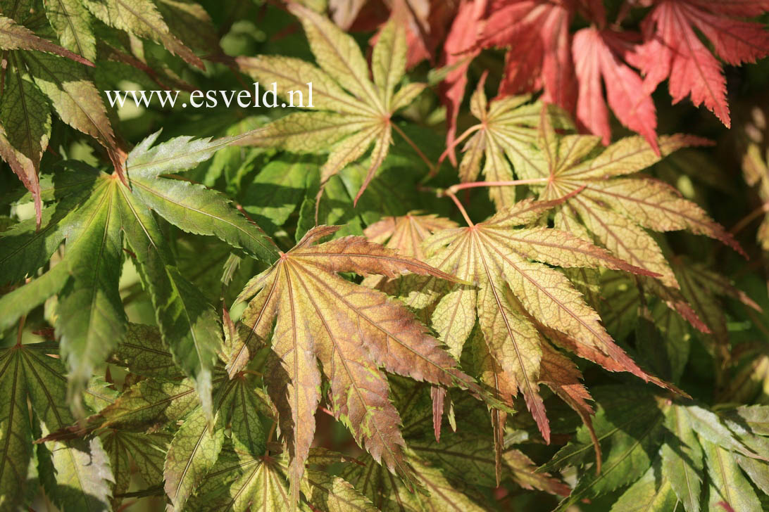 Acer palmatum 'Will's Devine'