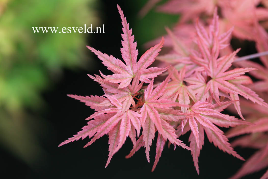 Acer palmatum 'Phoenix'