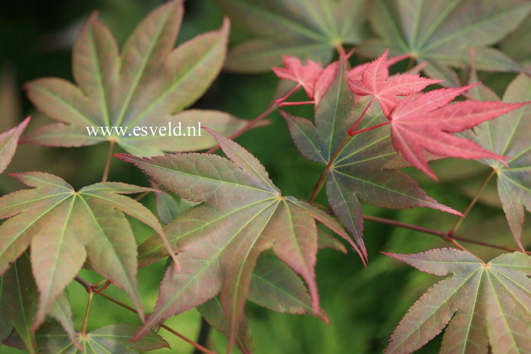 Acer palmatum 'Yadawara'