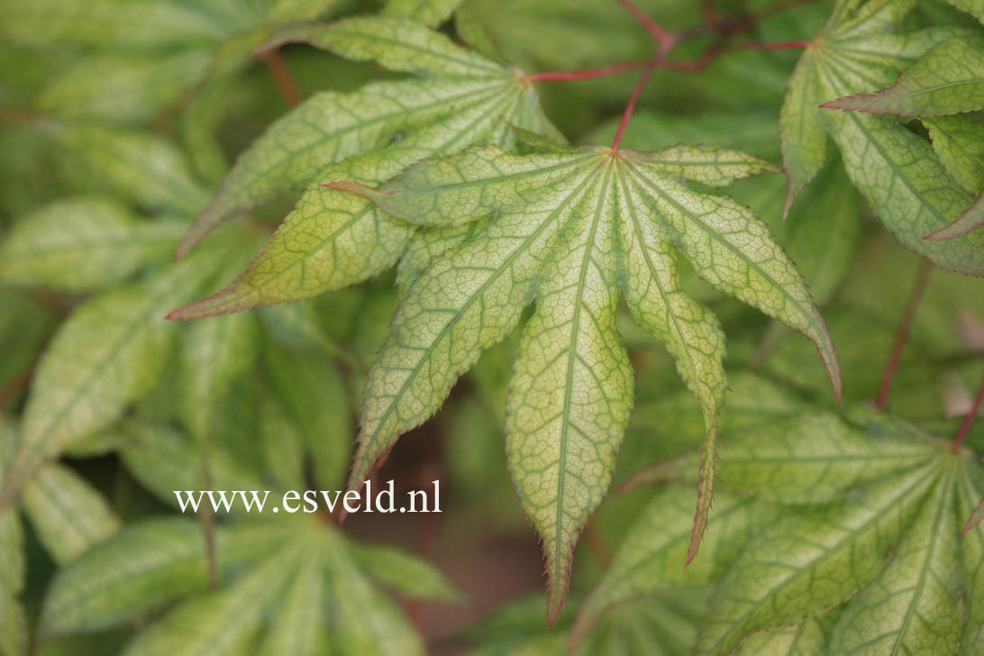 Acer palmatum 'Reticulatum Purple'