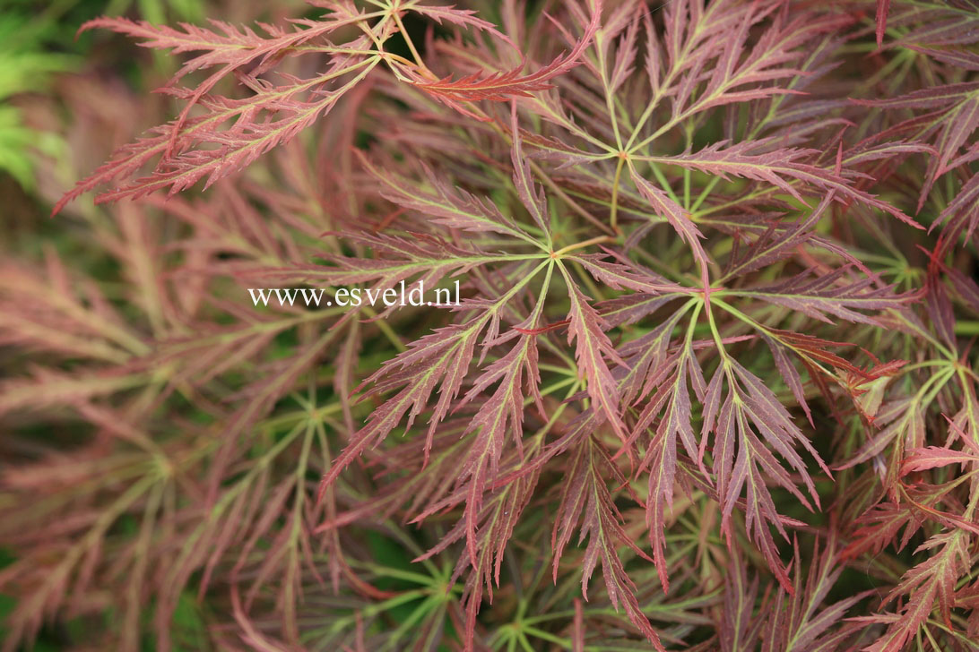 Acer palmatum 'Irish Lace'