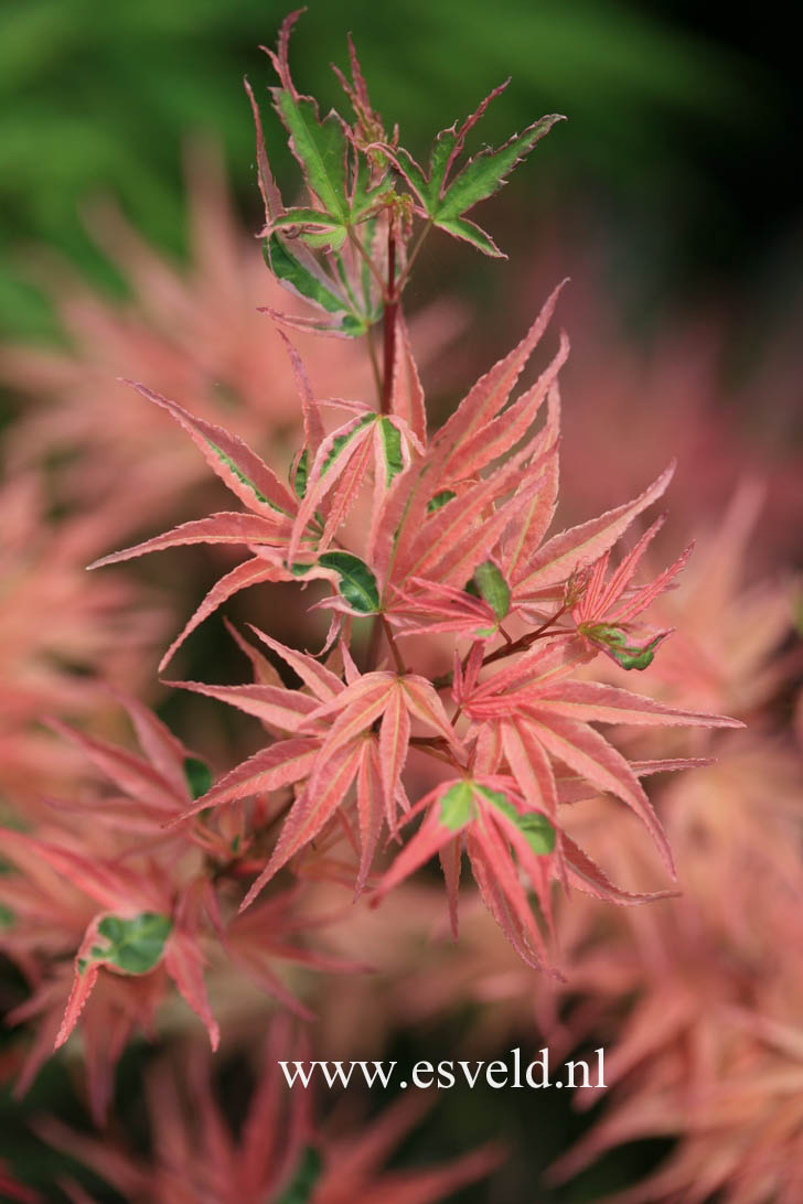 Acer palmatum 'Ori zuru'