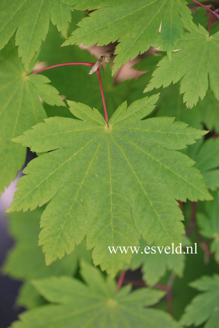 Acer japonicum 'Oh isami'