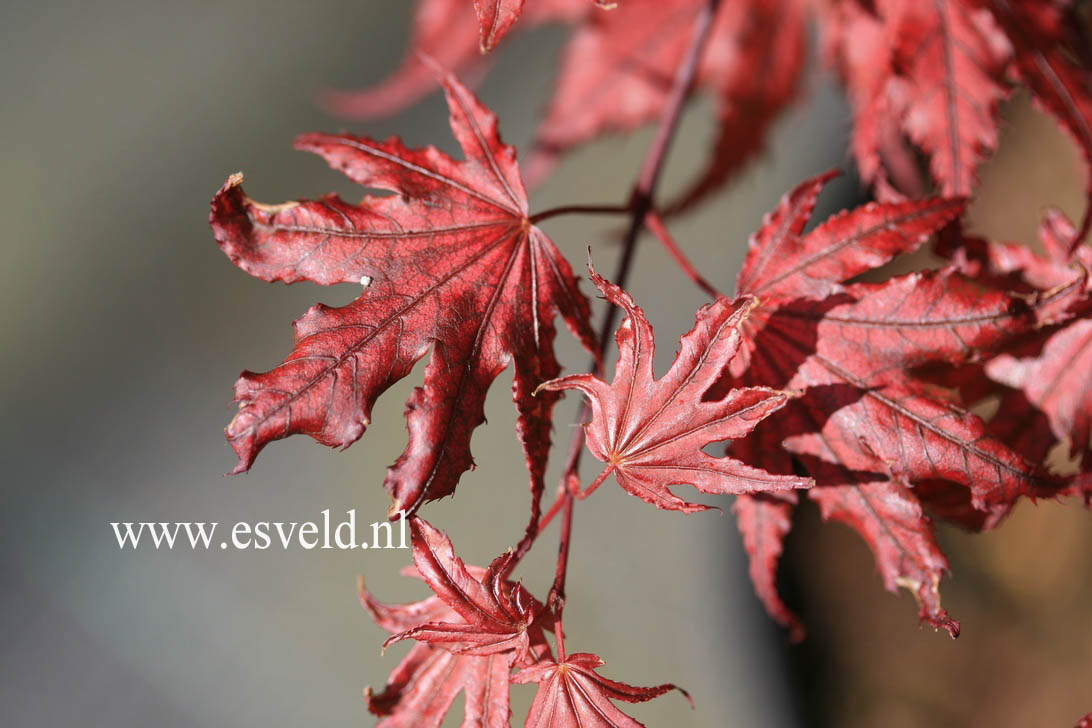 Acer palmatum 'Purple Ghost'