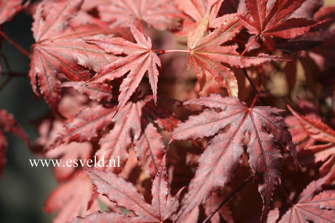 Acer palmatum 'Purple Ghost'