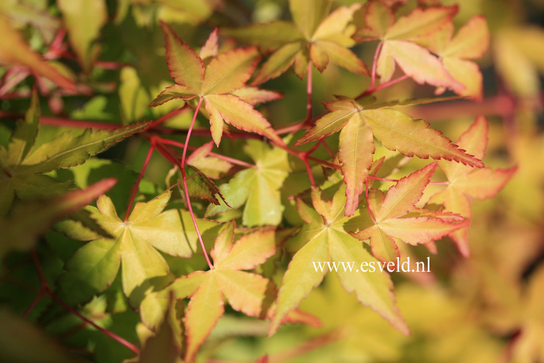 Acer palmatum 'Ueno homare'