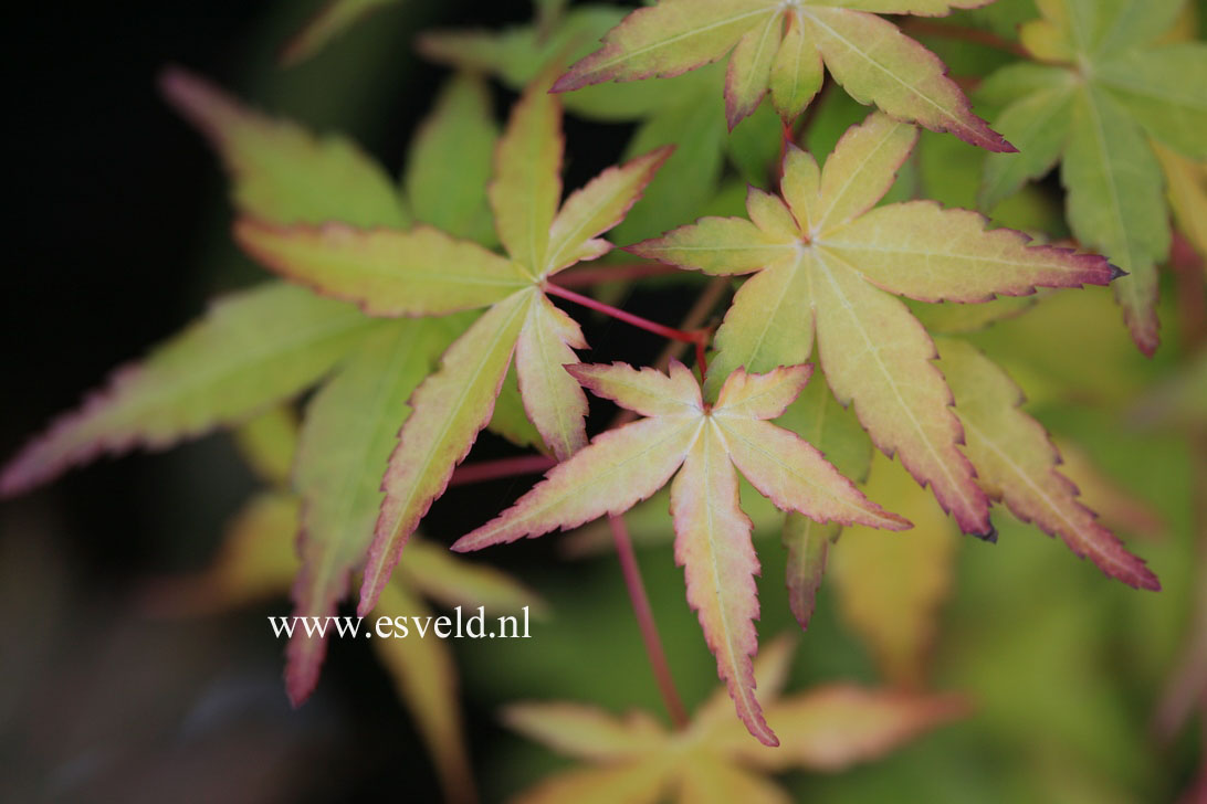 Acer palmatum 'Ueno homare'