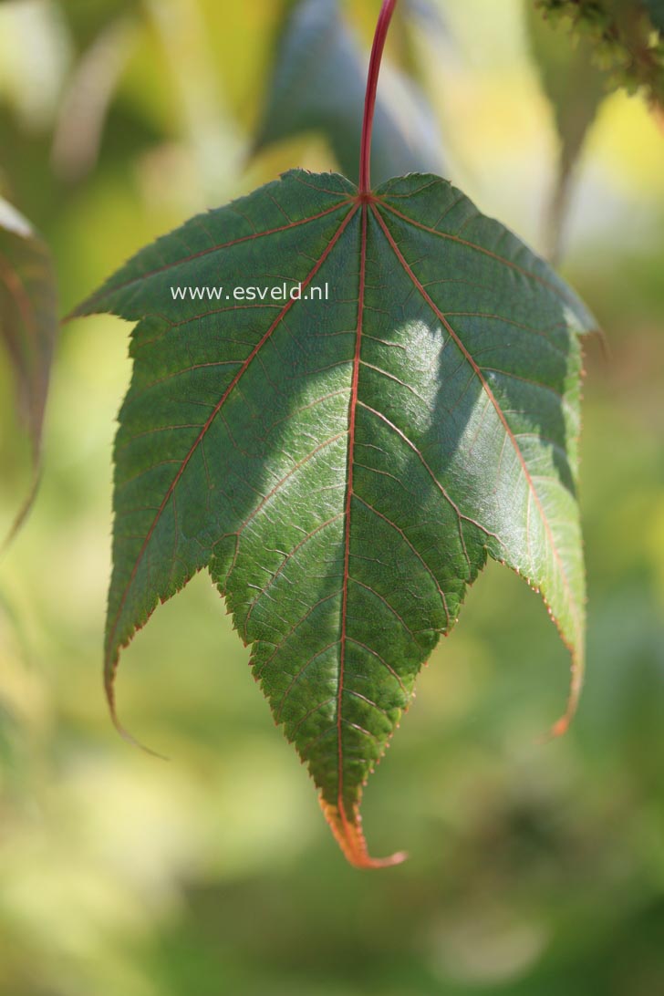 Acer campbellii fansipanense