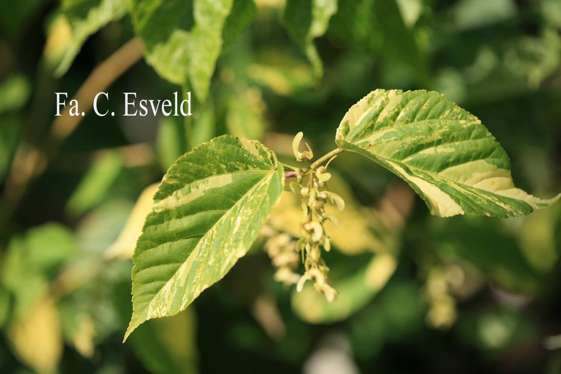 Acer davidii bontbladig