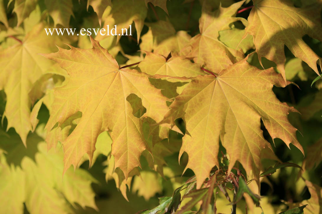 Acer platanoides 'Golden Globe'