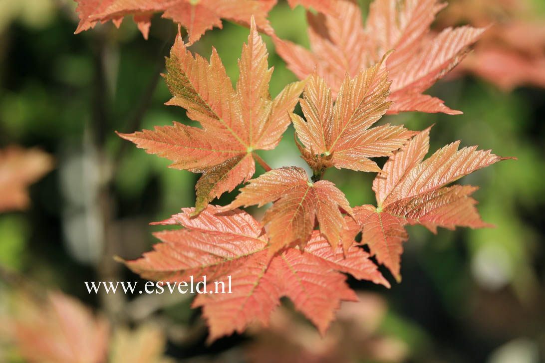 Acer pseudoplatanus 'Simon Louis Freres'