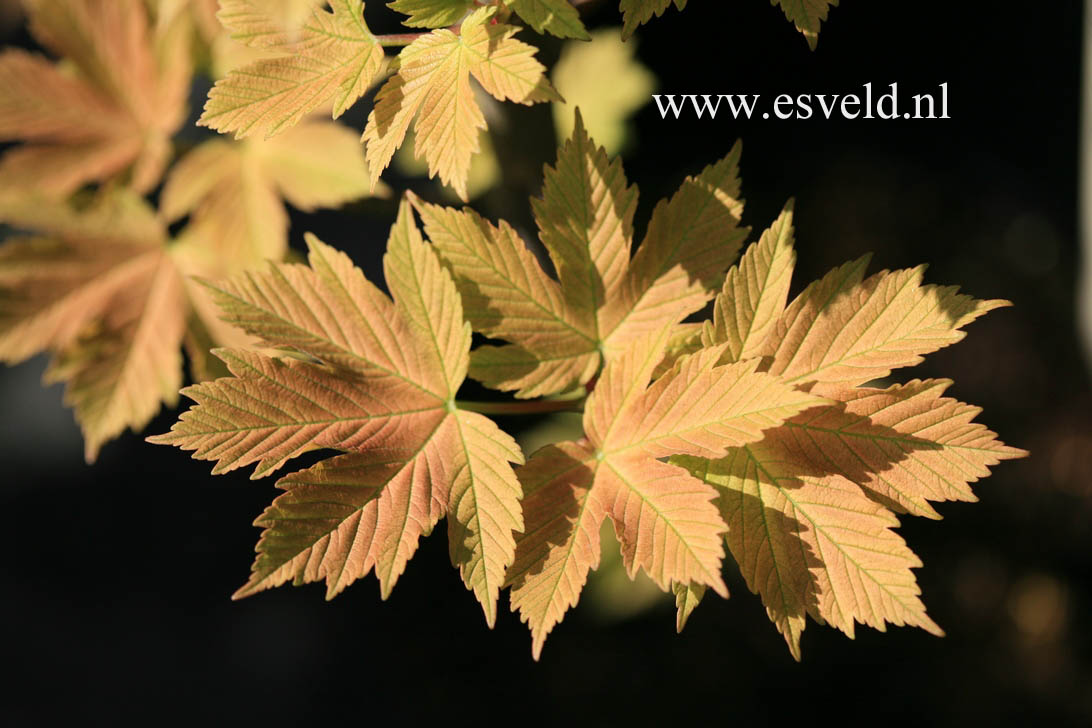 Acer pseudoplatanus 'Puget Pink'