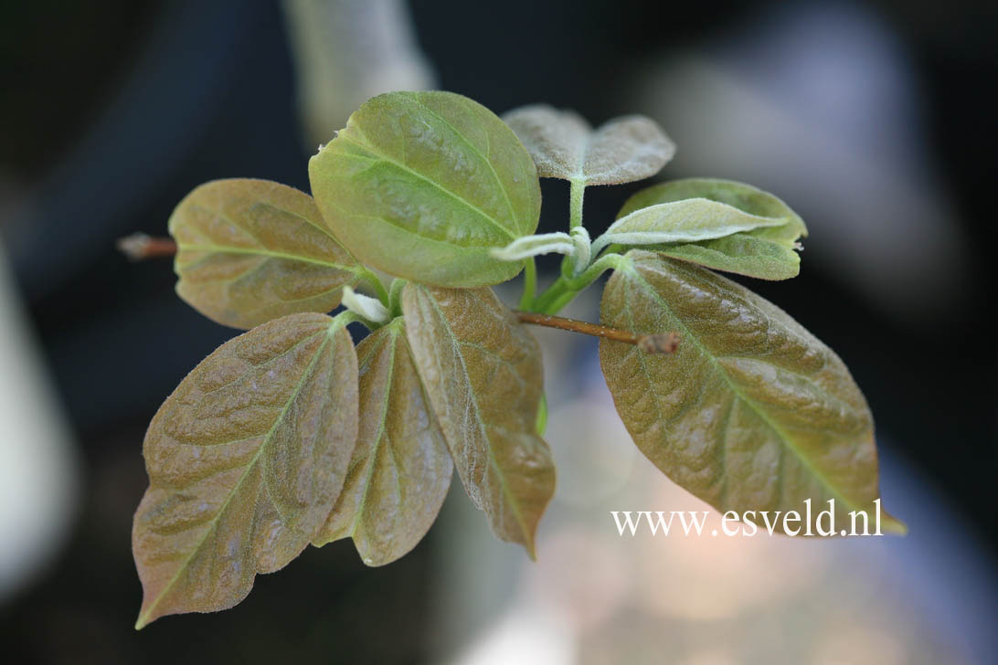 Acer coriaceifolium