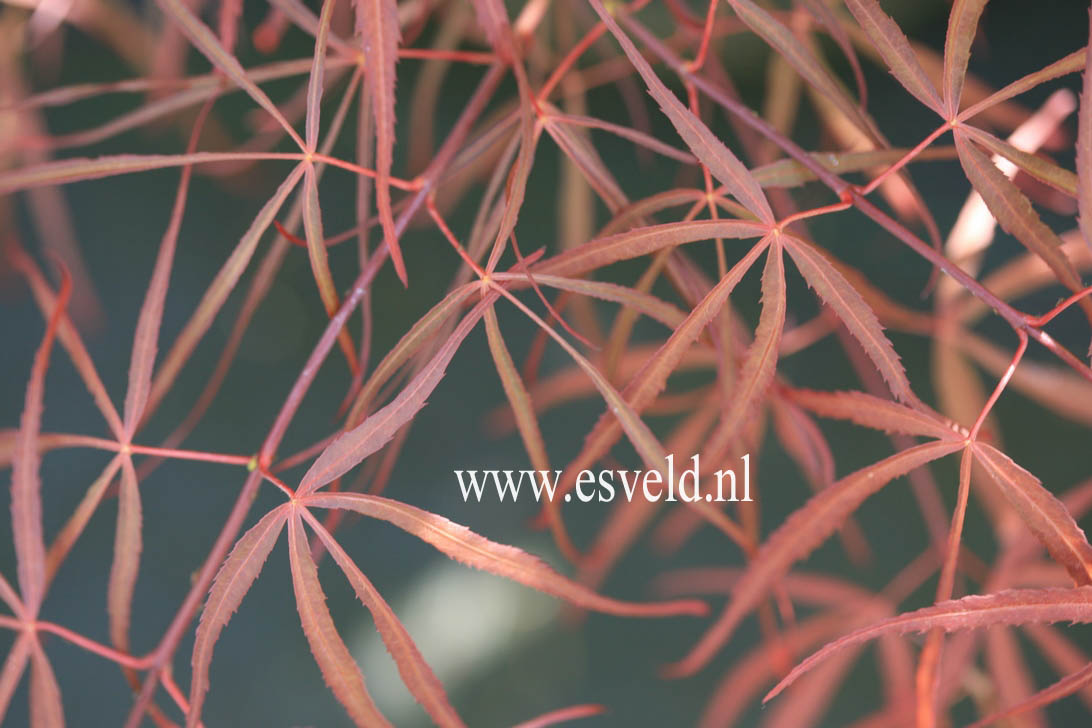 Acer palmatum 'Red Spider'