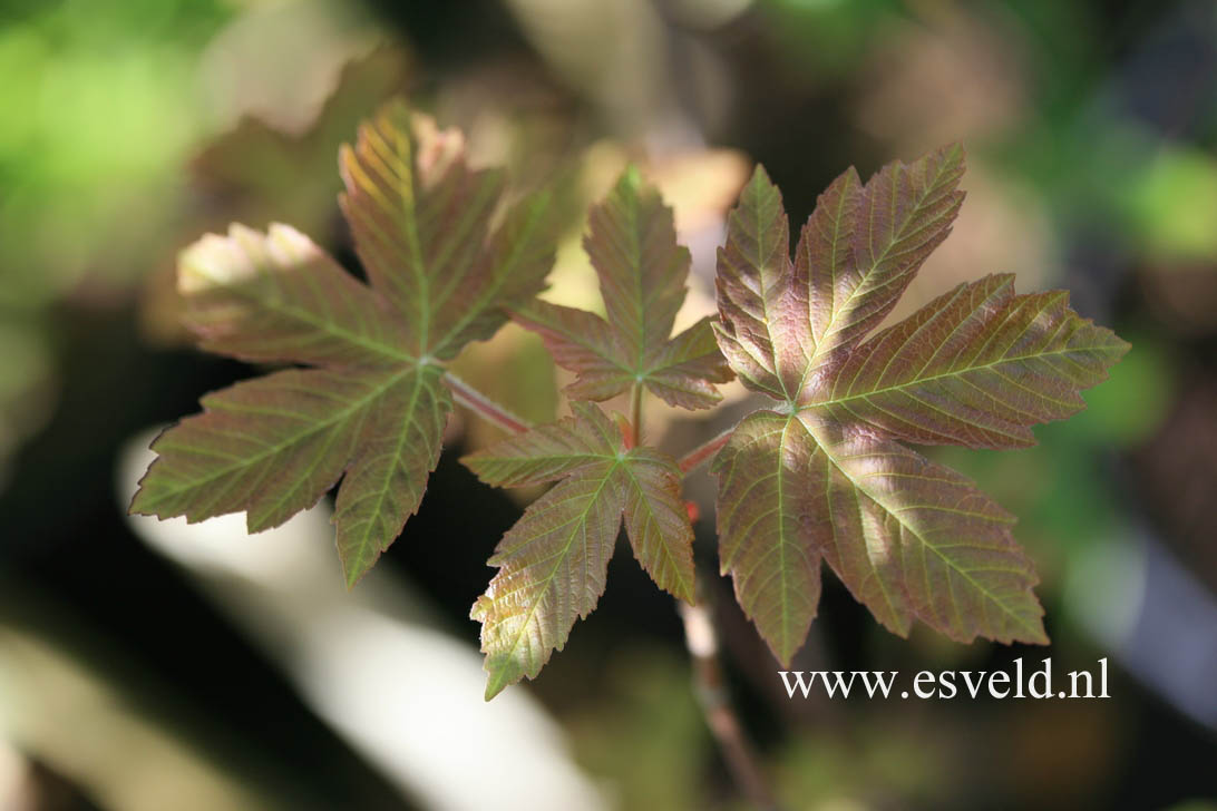 Acer griseum x pseudoplatanus