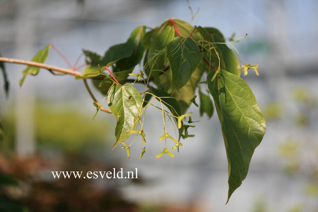 Acer longipes catalpifolium