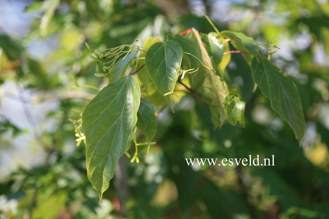 Acer longipes catalpifolium