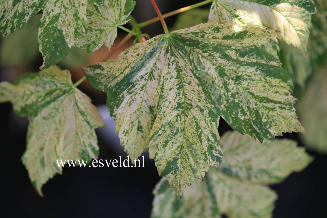 Acer pseudoplatanus 'Eskimo Sunset'