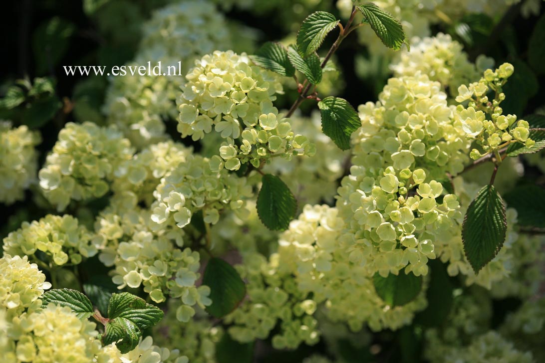 Viburnum plicatum 'Triumph'