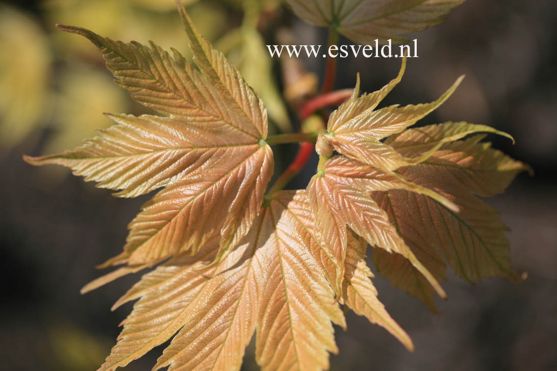 Acer pseudoplatanus 'Prinz Handjery'