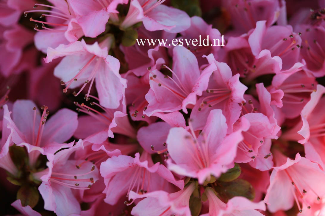 Azalea 'Esmeralda'