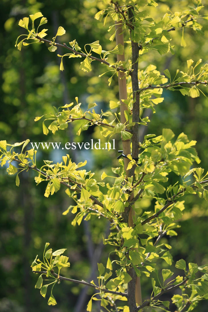 Ginkgo biloba 'Saratoga'