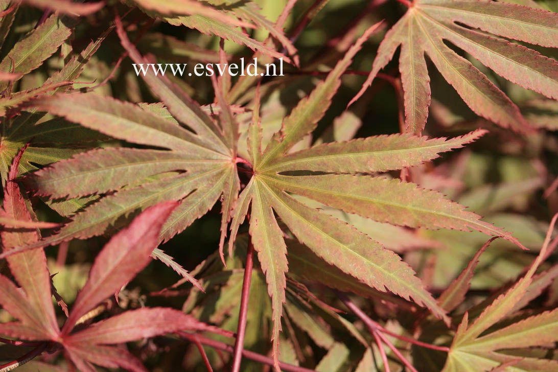 Acer palmatum 'Nicholsonii'