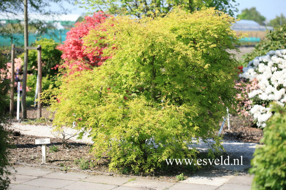 Acer palmatum 'Omura yama'