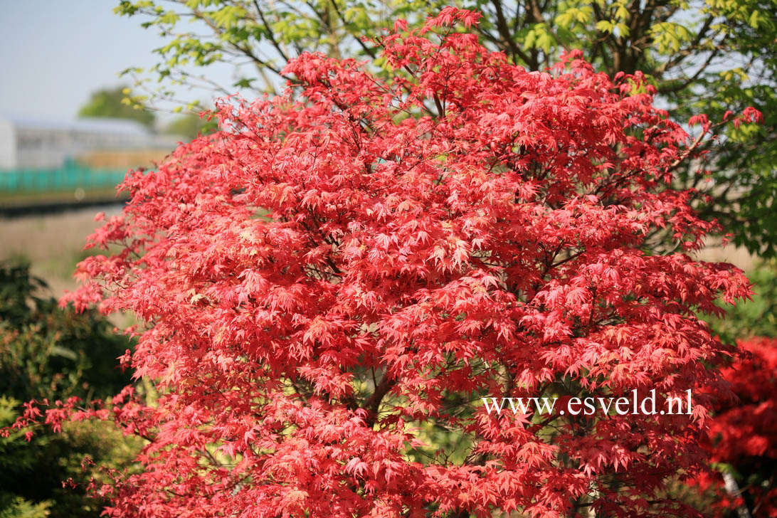 Acer palmatum 'Beni maiko'