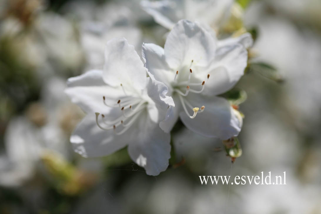 Azalea 'Luzi'