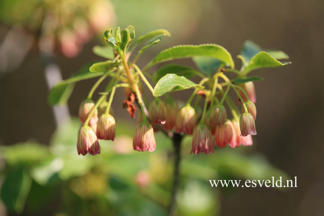 Enkianthus campanulatus sikokianus