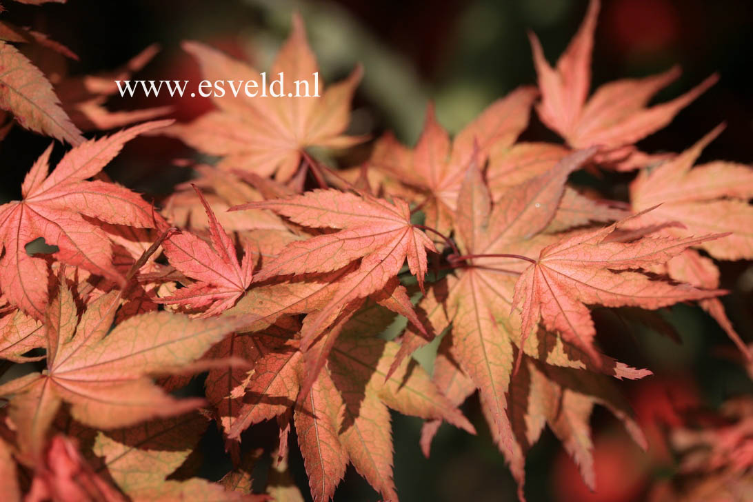 Acer palmatum 'Kasagi yama'