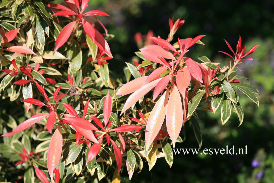 Pieris 'Flaming Silver'