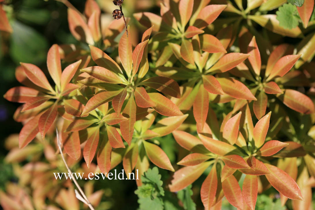 Pieris japonica 'White Pearl'