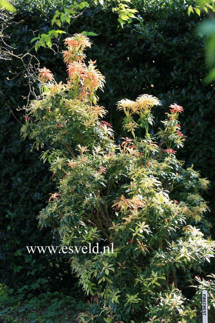 Pieris 'Firecrest'