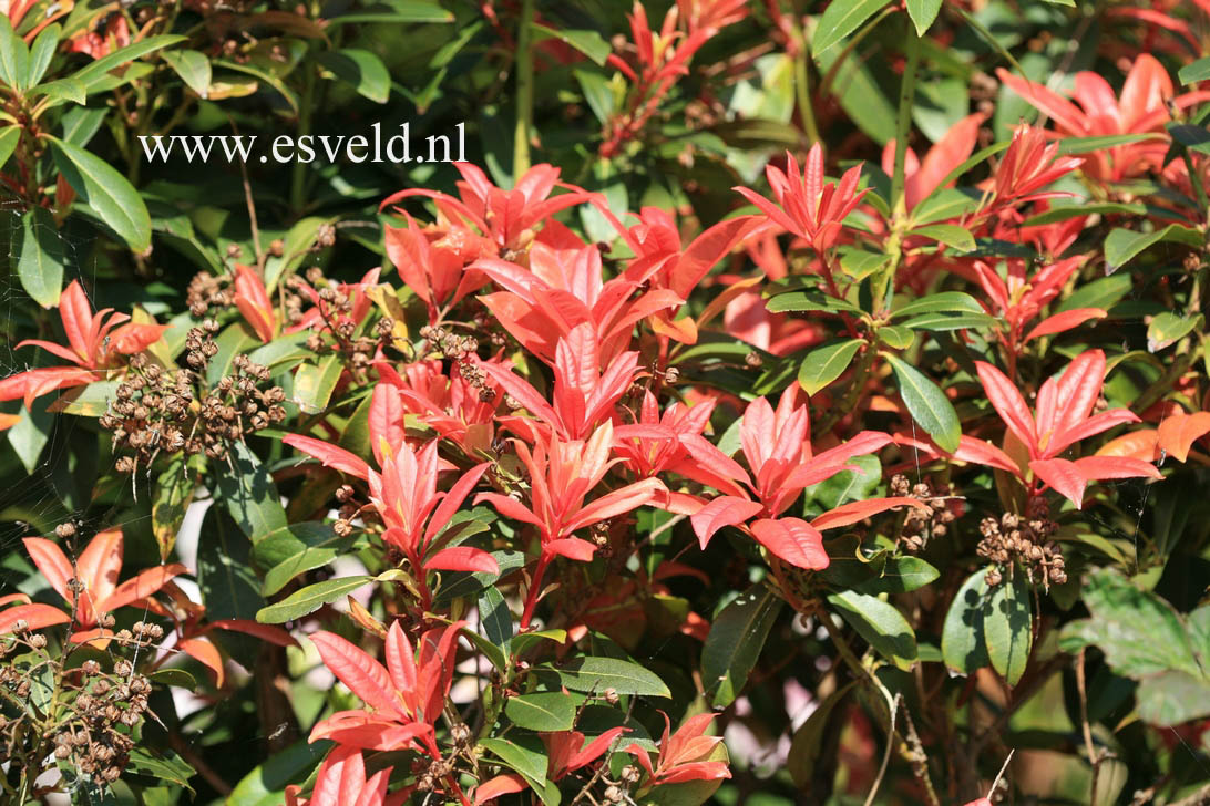 Pieris formosa 'Balls of Fire'